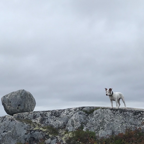 Meet your Posher, Aiden - Picture 1 of 1